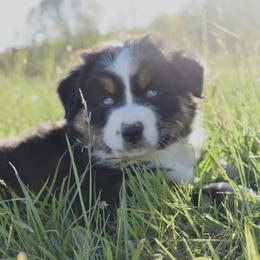 Australian Shepherds from Nickel Valley Aussies