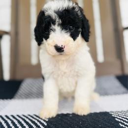 Buster - Parti male Goldendoodle puppy in Auburn, Indiana from Martin’s Doodles