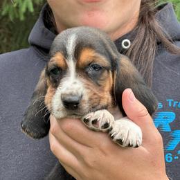 Boy 1 - Black brown and white male Basset Hound puppy in Lindley, New York from Hill Top Basset Hounds & Cane Corso