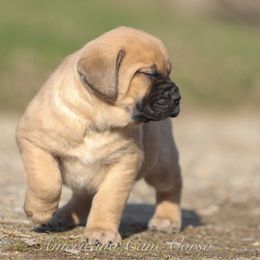 Hera - Fawn female Cane Corso puppy in Cable, Ohio from Americana Cane Corso