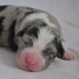 Destin - Blue merle male Australian Shepherd puppy in Fultonville, New York from Sandy Aussies & Pomeranians