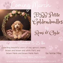 Goldendoodle puppies from Crooked Creek Doodles and Poodles