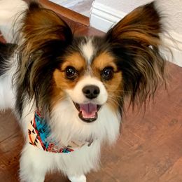 TIberius - Papillon