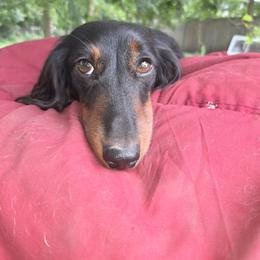 Dachshund All Grown Up from Sally Lego