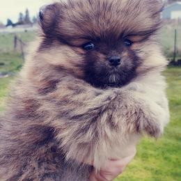 Pomeranian Puppies from Pers N Poms
