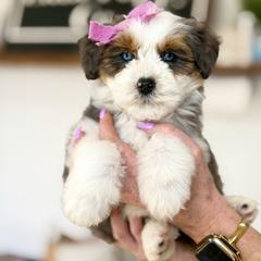 Dior - female Australian Mountain Doodle puppy in Spanish Fork, Utah from Little Puppy Co.