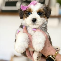 Dior - female Australian Mountain Doodle puppy in Spanish Fork, Utah from Little Puppy Co.