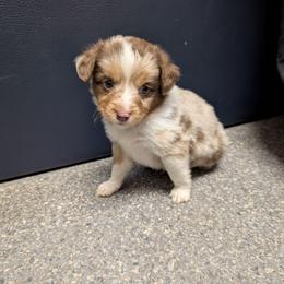 Ron - Red merle male Miniature Australian Shepherd puppy in Bend, Oregon from Wonderland Aussies