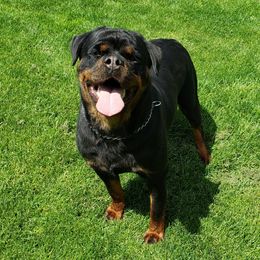 TIKA - Rottweiler