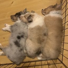 Shetland Sheepdogs from Dreamer’s Shelties
