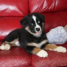 Moss - Black tri-color male Australian Shepherd puppy in Colorado from Firestone Australian Shepherds