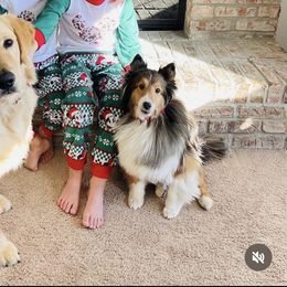 Golden Retriever All Grown Up from Heartland Goldens