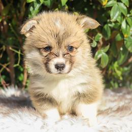 Boy 5 - Red male Pembroke Welsh Corgi puppy in Caliente, California from Rafter Cross 7