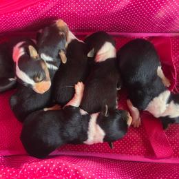 Male 2 - Black tri-color male Assorted Doodle Crosses puppy in Mouth Of Wilson, Virginia from Holly Ridge Aussies, Aussiedoodles & Corgis