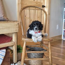 F1B Meet Nico :) - Black and white male Cavapoo puppy in Centerville, Iowa from Barnyard Dachshunds, Dals & Doodles