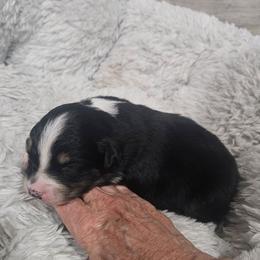 Blk Tri Male 1 - Black tri-color male Australian Shepherd puppy in Wauneta, Nebraska from 4H Aussies