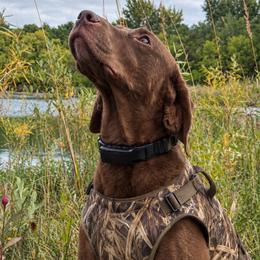 Penny - Chesapeake Bay Retriever