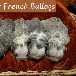 French Bulldog puppies from Glacier French Bulldogs of Montana