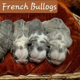 French Bulldog puppies from Glacier French Bulldogs of Montana