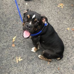 Slade - Olde English Bulldogge