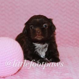 Reeses Peanut Butter Cups - Liver and white female Shih Tzu puppy in Texas from Little Foot Paws 🐾