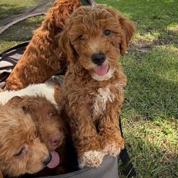 Princess, Pink Collar - Parti female Goldendoodle puppy in Valley Center, Kansas from The Goldendoodle Gal