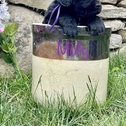 Girl 3 - Newfoundland puppy in Tully, New York from Bear Paw Newfoundlands