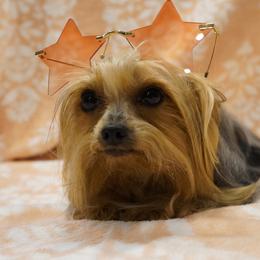 Roxie - Yorkshire Terrier