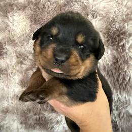 Juno - Black and tan female Rottweiler puppy in Newfoundland, Pennsylvania from Poconopaws