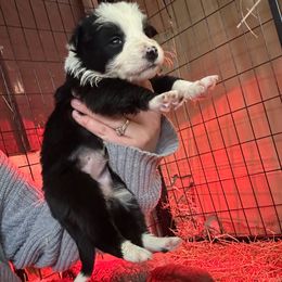 Newborn black and white girl full collar - Black and white female Border Collie puppy in Grapeview, Washington from Athena’s Collies