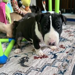 Aspen - Black brindle and white female Bull Terrier puppy in Springfield, Ohio from Lynn Hill Bull Terriers