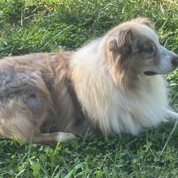 Australian Shepherds, Dachshunds, and Jack Russell Terriers from Tuff Country Farm