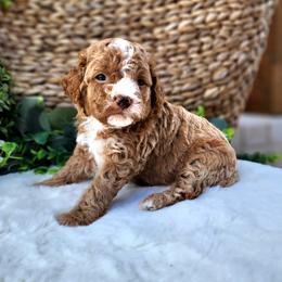 Bernedoodles, Cavapoos, Cockapoos, Goldendoodles, Havapoos, and Poodles from Farquharson's Poodles&Doodles