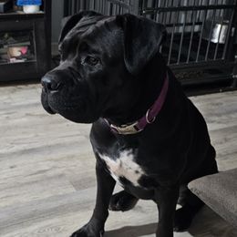 Cane Corso from Kingsland's Corso
