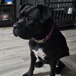 Cane Corso from Kingsland's Corso