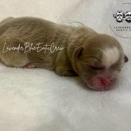 Macchiato - Lilac male Shih Tzu puppy in Olive Branch, Mississippi from Lavender Blue Exotic Crew