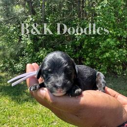 Rhea - Tri-color female Bernedoodle puppy in Benton, Arkansas from B&K Doodles, LLC