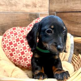 Boy 2 - male Dachshund puppy in Mountain Home, Arkansas from The Teacup Homestead Miniature Dachshunds