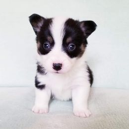 American Corgi and Pembroke Welsh Corgi Puppies from Whimsical Treasure Corgis