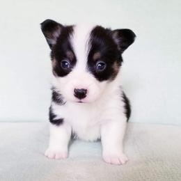 American Corgi and Pembroke Welsh Corgi Puppies from Whimsical Treasure Corgis