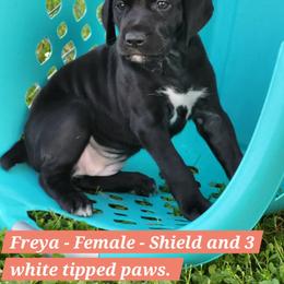 German Shorthaired Pointer Puppies from H LAVA C Pointers
