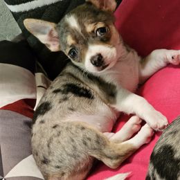 Chihuahua and Shih Tzu Puppies from Crazy Love Kennels