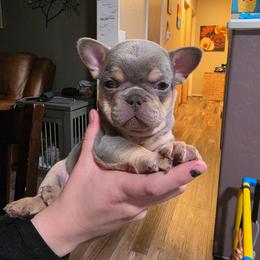 Girl 1 - Blue female French Bulldog puppy in Grand Junction, Colorado from Elisabeth's Frenchies