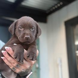 Jansen - Chocolate male Labrador Retriever puppy in Puyallup, Washington from 12 Door Farm Labradors
