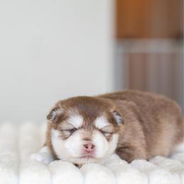 Honey - Red and white female Pomsky puppy in San Mateo, California from The Pomsky Garden