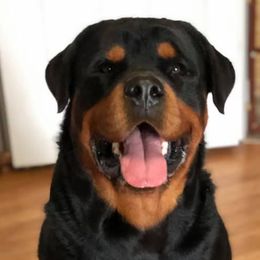 Rottweilers from T&A Rottweilers