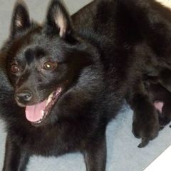 Schipperkes from Windward Schipperkes