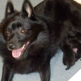 Schipperkes from Windward Schipperkes