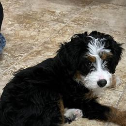 Bernedoodle and Labradoodle Puppies from Reid Wasatch Doodles