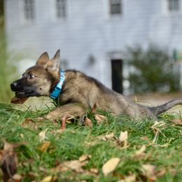 German Shepherd Puppies from Sternenlicht Kennel